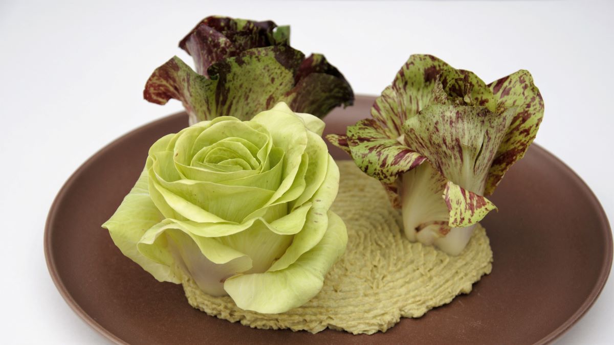 Canarino auf Erbsencreme